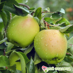 Яблоко-груша Голден Делишес в Чебаркулье